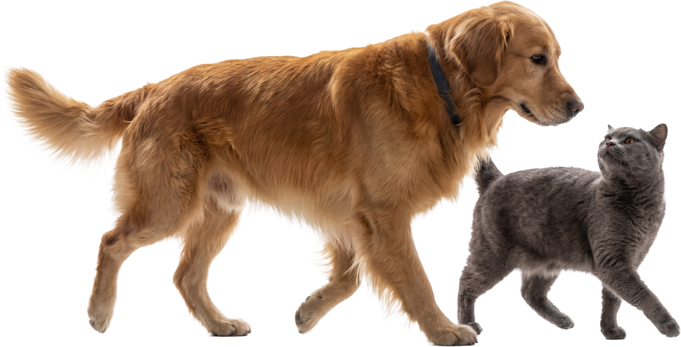 Golden retriever dog walks with gray cat.
