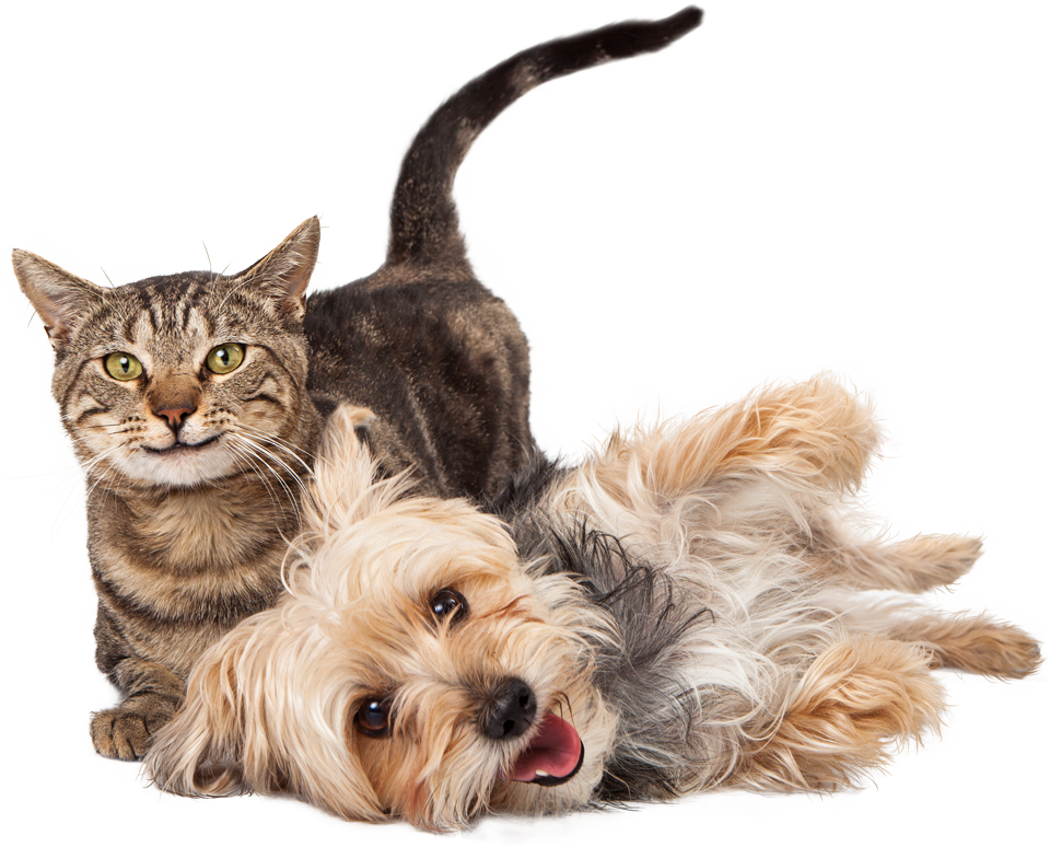 Cat and dog playfully interacting; dog on back with tongue out, cat upright with slightly smiling face.