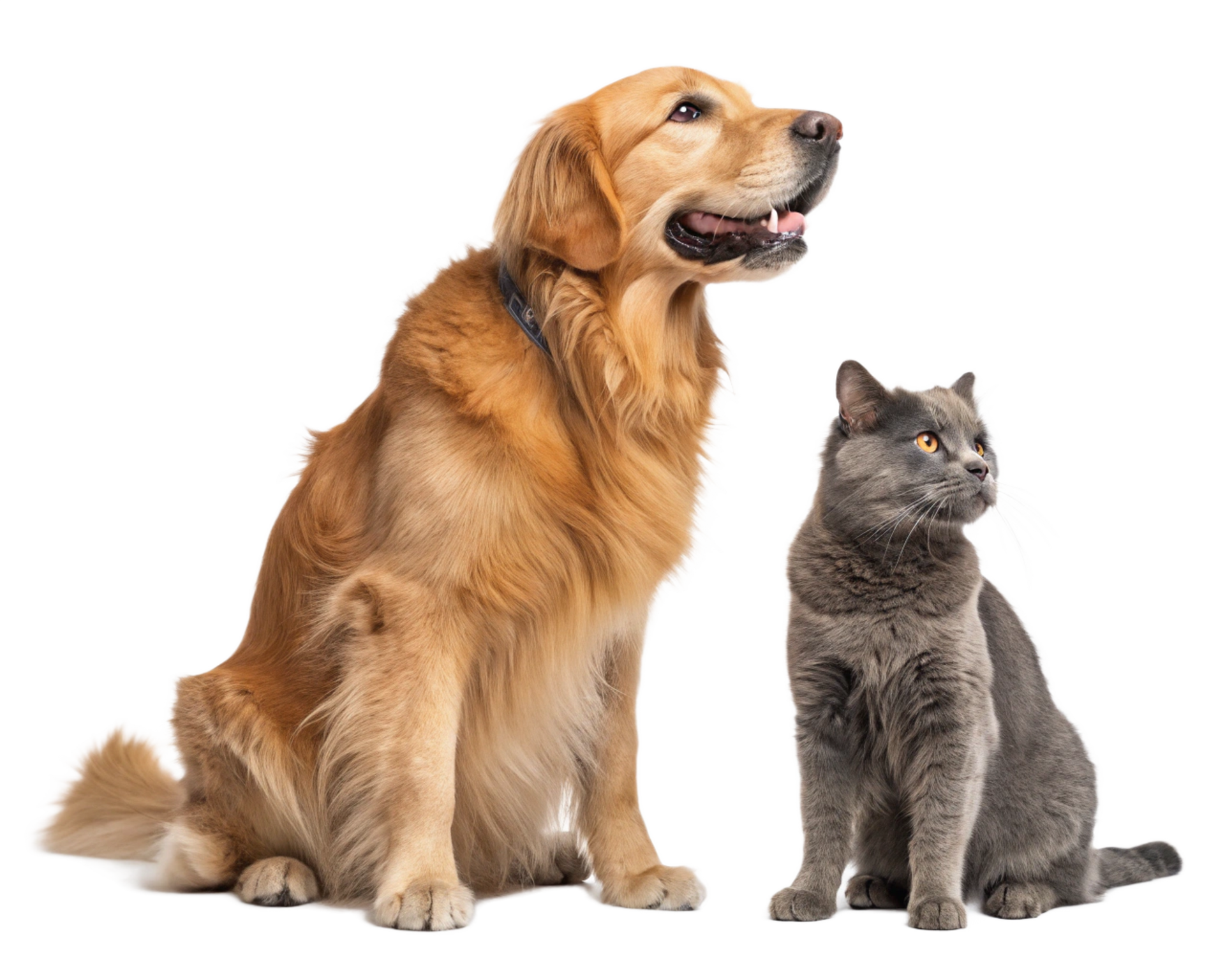 A golden retriever and a grey cat sitting side by side against a white background, both looking to the right.