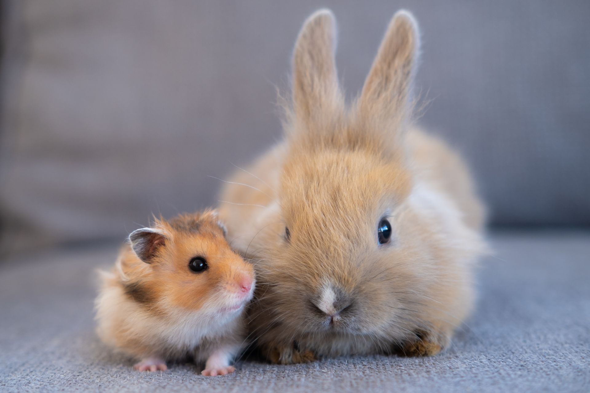 A veterinarian in a white coat and blue gloves examines a brown and white guinea pig wearing a harness on a metal table.