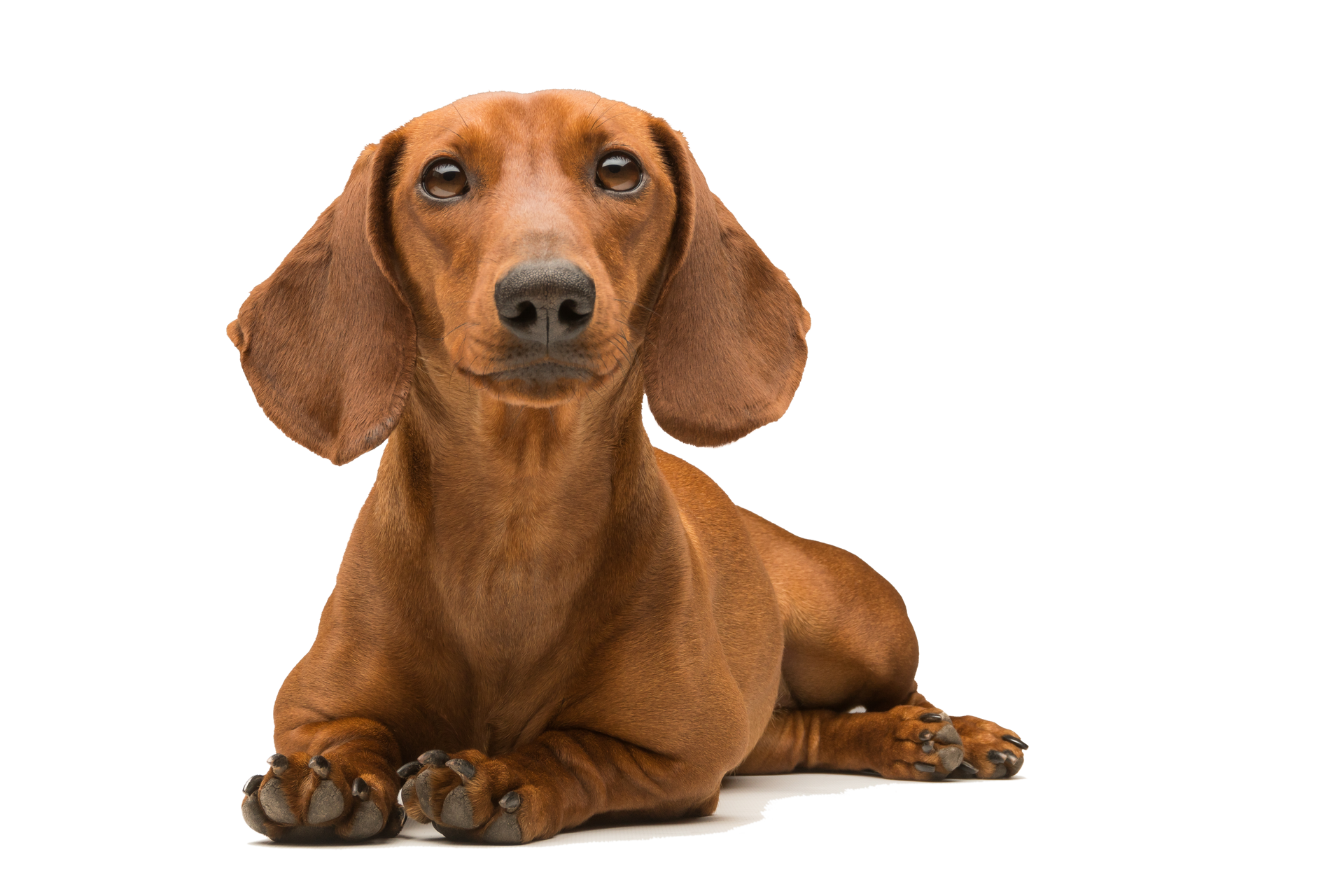 A brown dachshund lying down against a white background, looking directly at the camera with its ears flopped down.