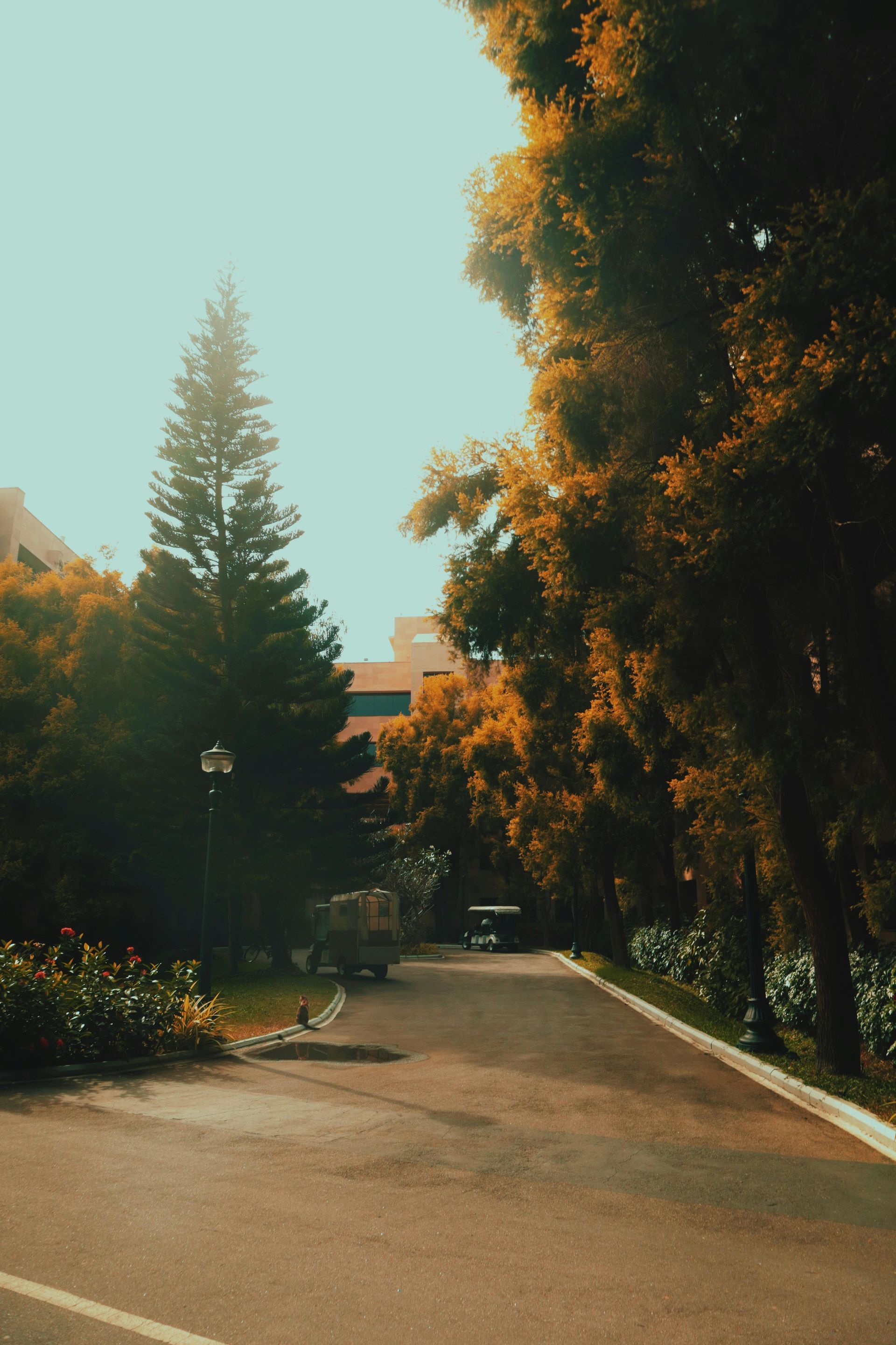 A road with trees on both sides of it and a building in the background.