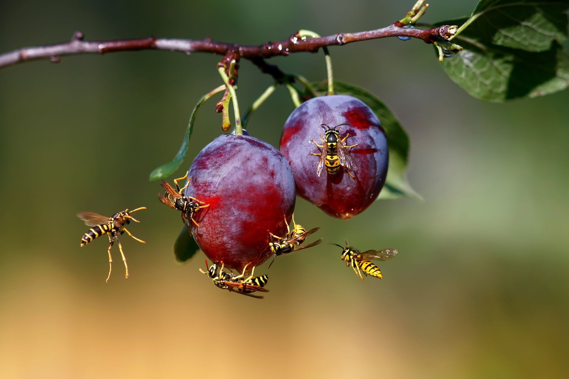 Two plums hanging from a tree branch with wasps eating them.