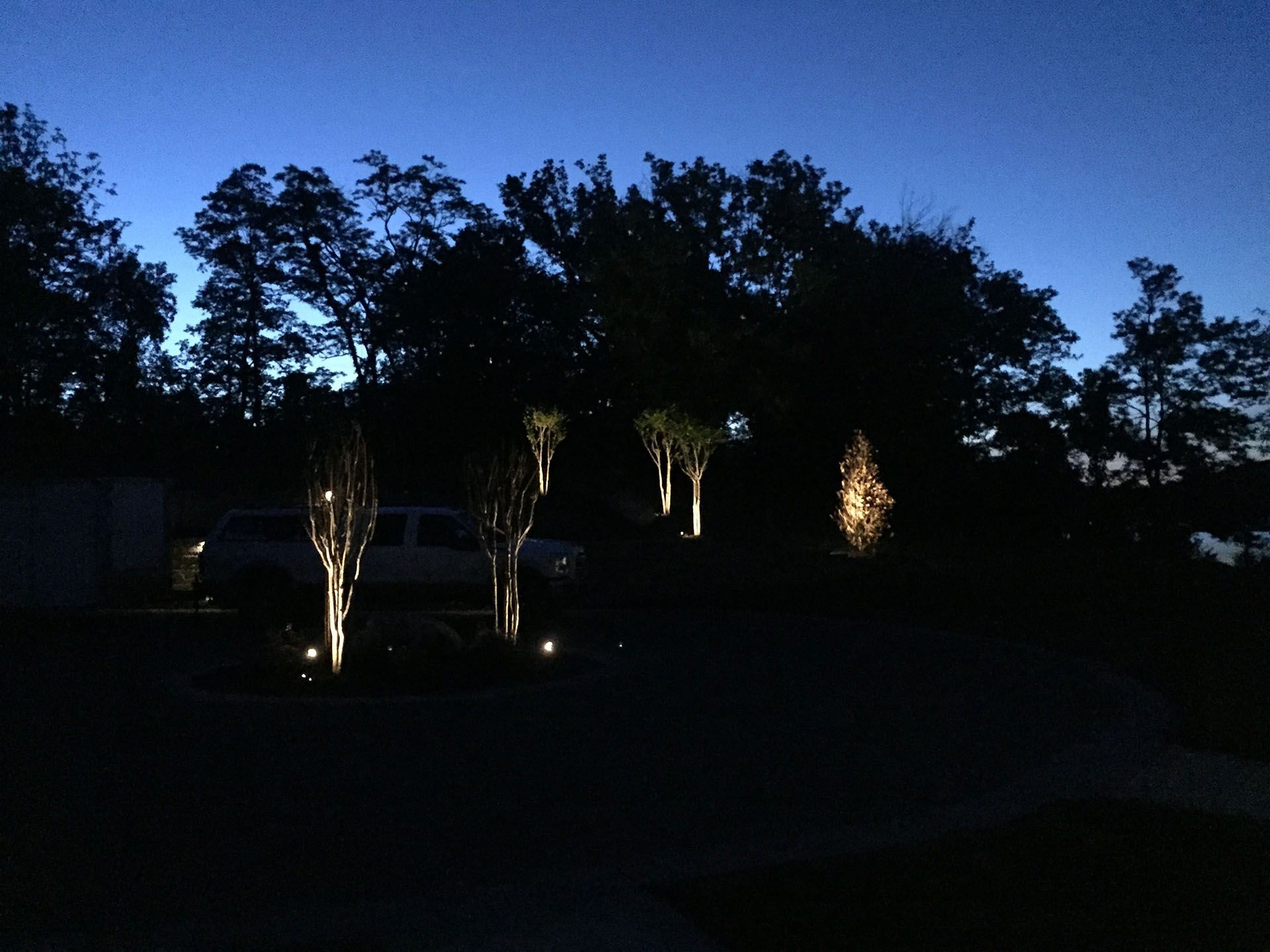 A row of trees lit up at night