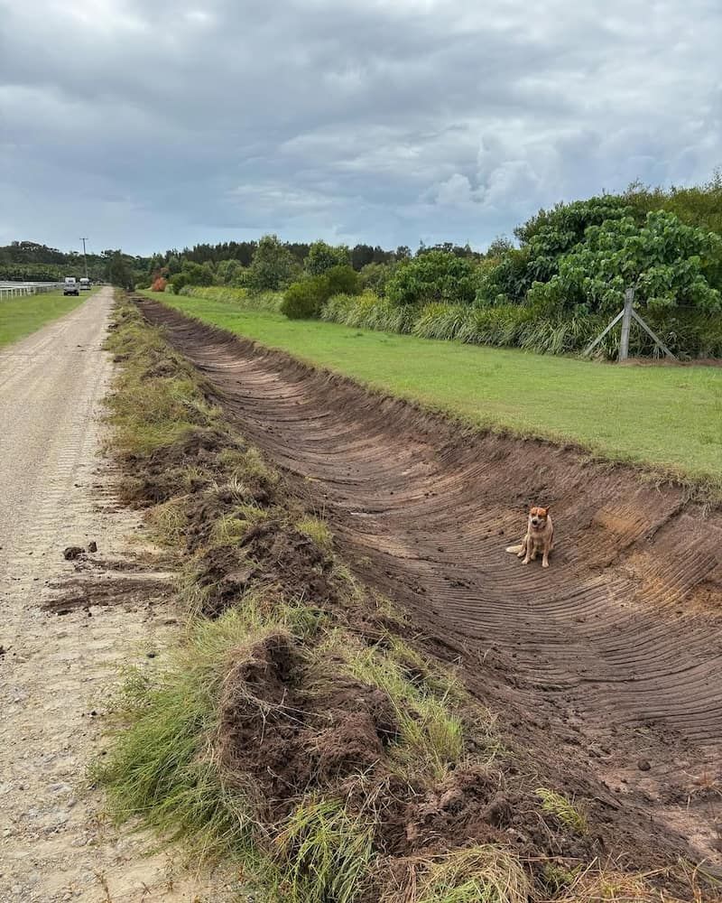 A Dog is Walking Down a Dirt Road Next to a Grassy Field — Norcoast Diggers in Byron Bay, NSW
