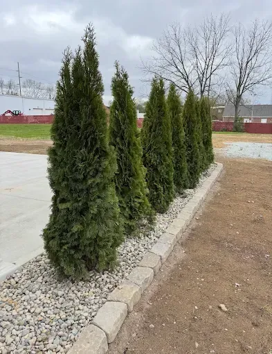 Row of tall, green evergreen trees in a gravel bed, bordered by stone blocks, against a cloudy sky.