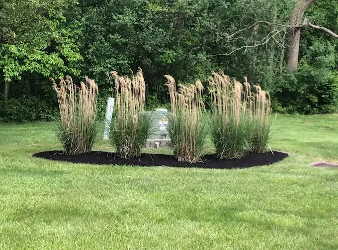 Grassy plants with tan seedheads, surrounded by black mulch, sit in a lawn. Green trees in the background.