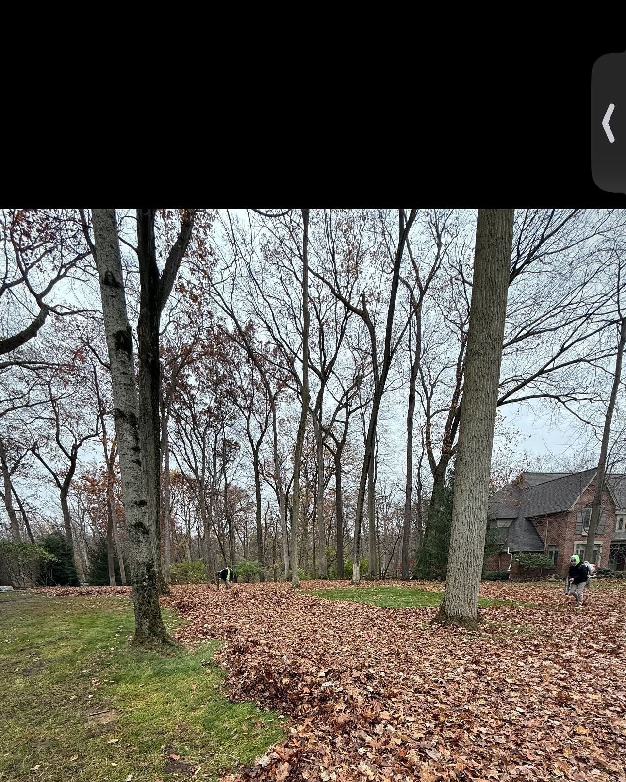 A person rakes fallen leaves in a yard surrounded by trees; a house is visible in the background.