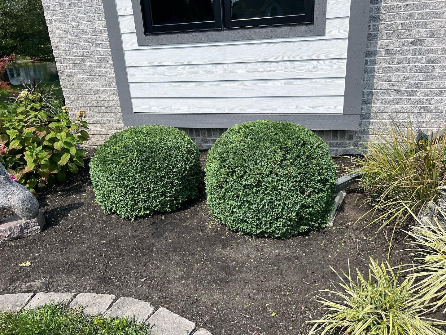 Two round, green bushes in a dark mulch bed next to white siding and a window.