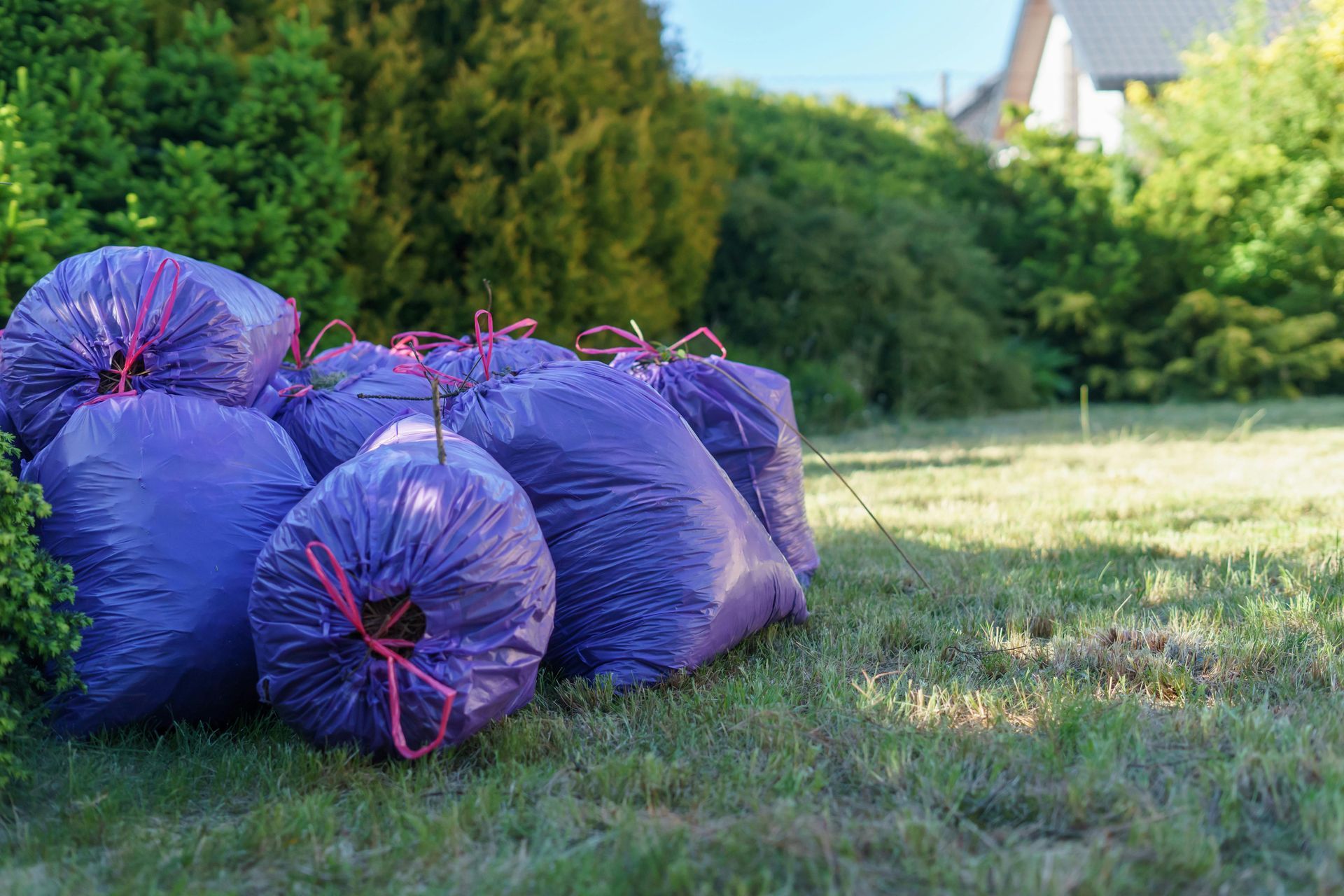 Six purple trash bags filled with yard waste on a lawn near green bushes and a house.