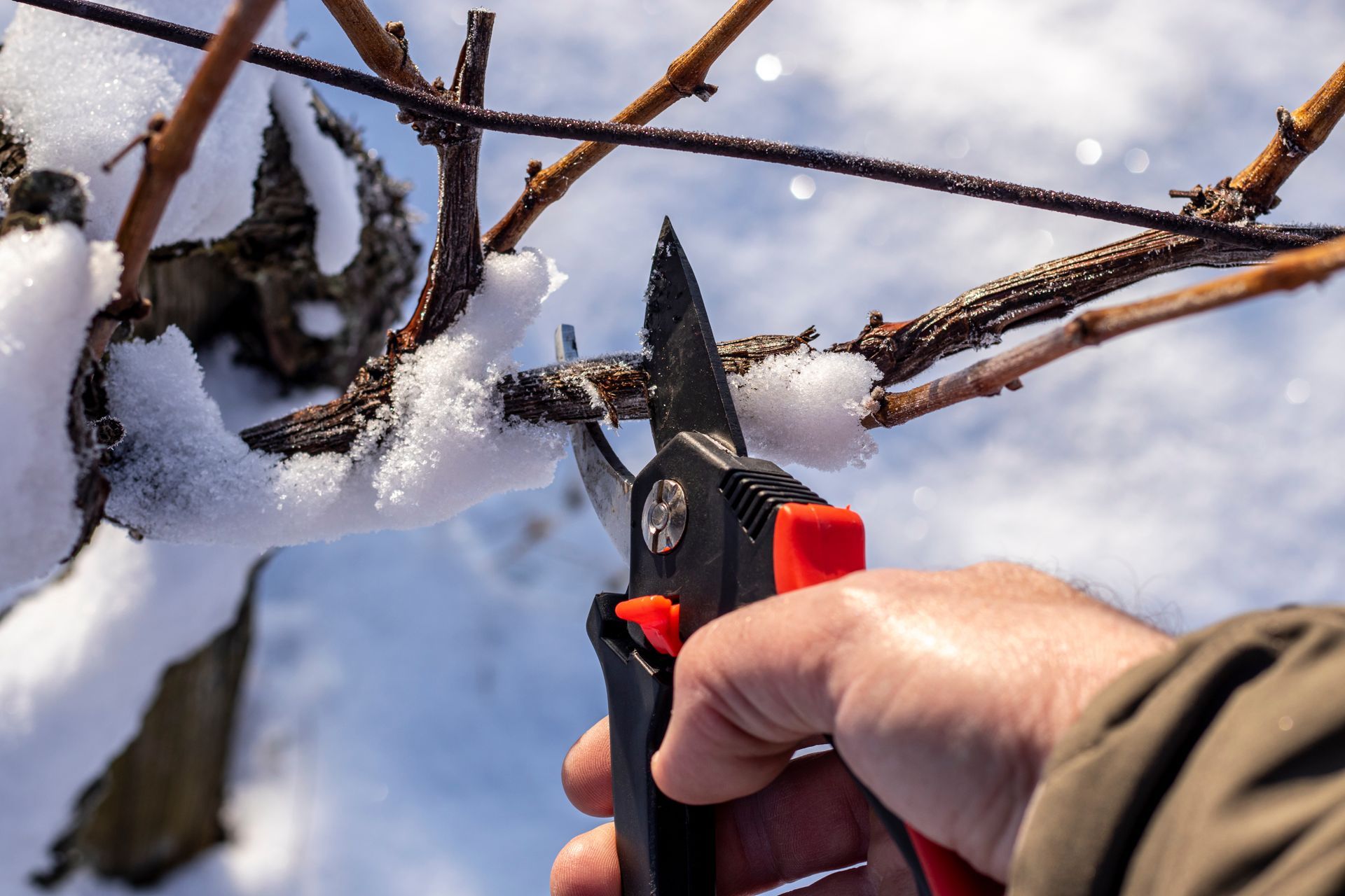 Person pruning a grapevine with black and red shears in a snowy setting.