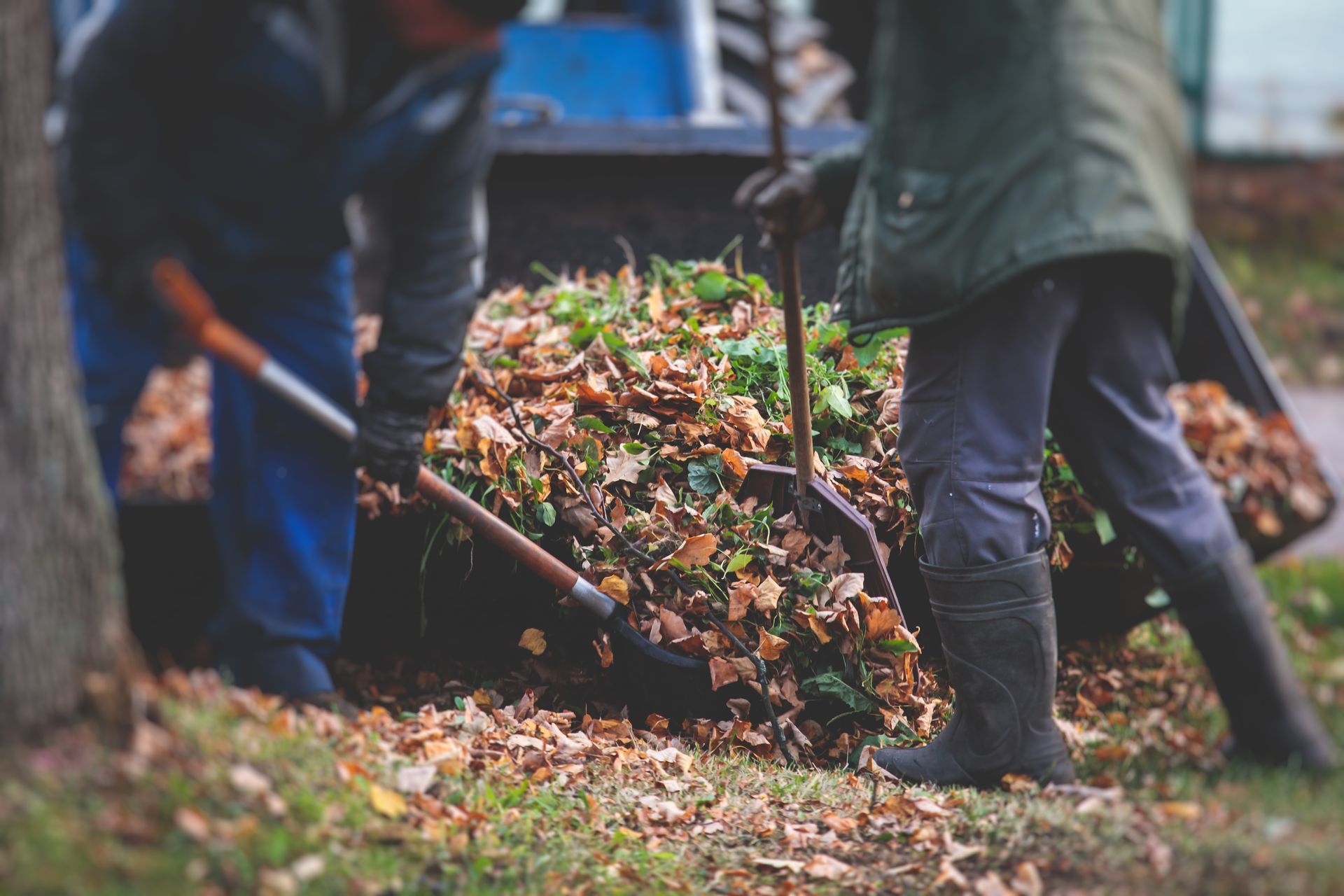 Two people using garden tools to shovel fallen leaves into a large container outdoors.