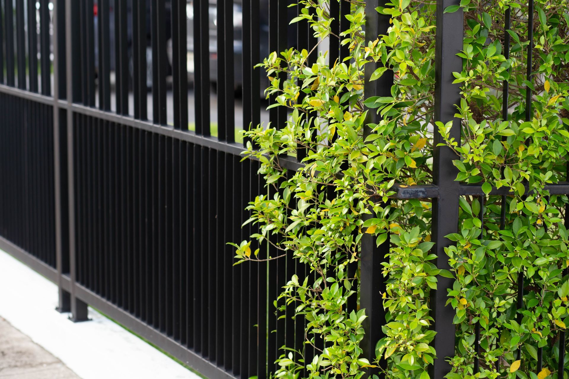 A black metal fence with vertical bars and a small leafy green plant climbing the right side.