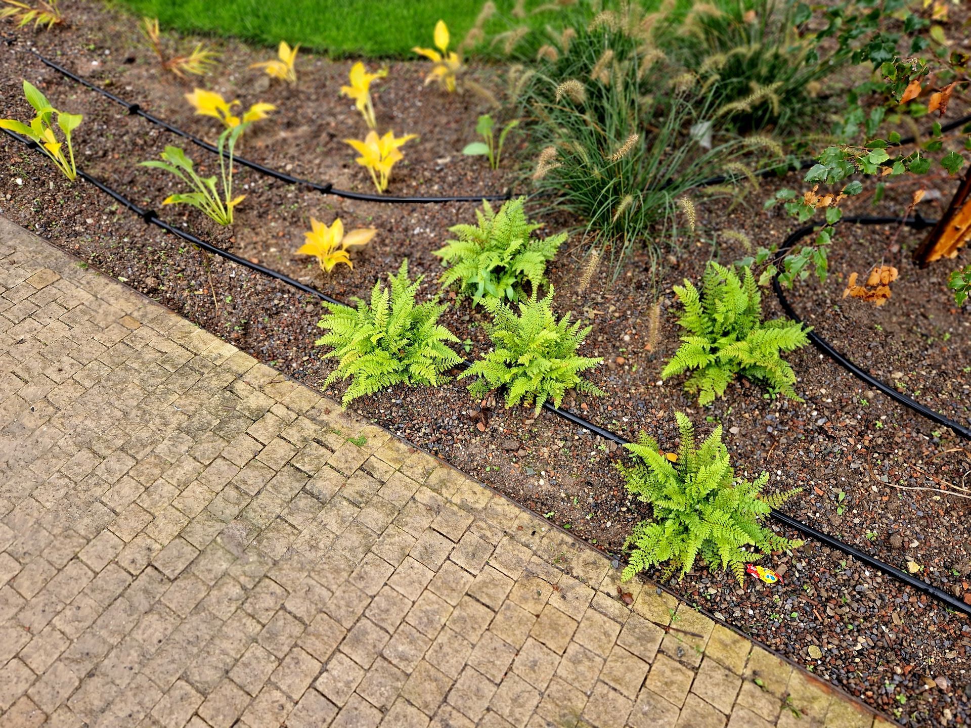 A paved walkway borders a garden bed featuring yellow flowers, green leafy plants, and a black irrigation hose.