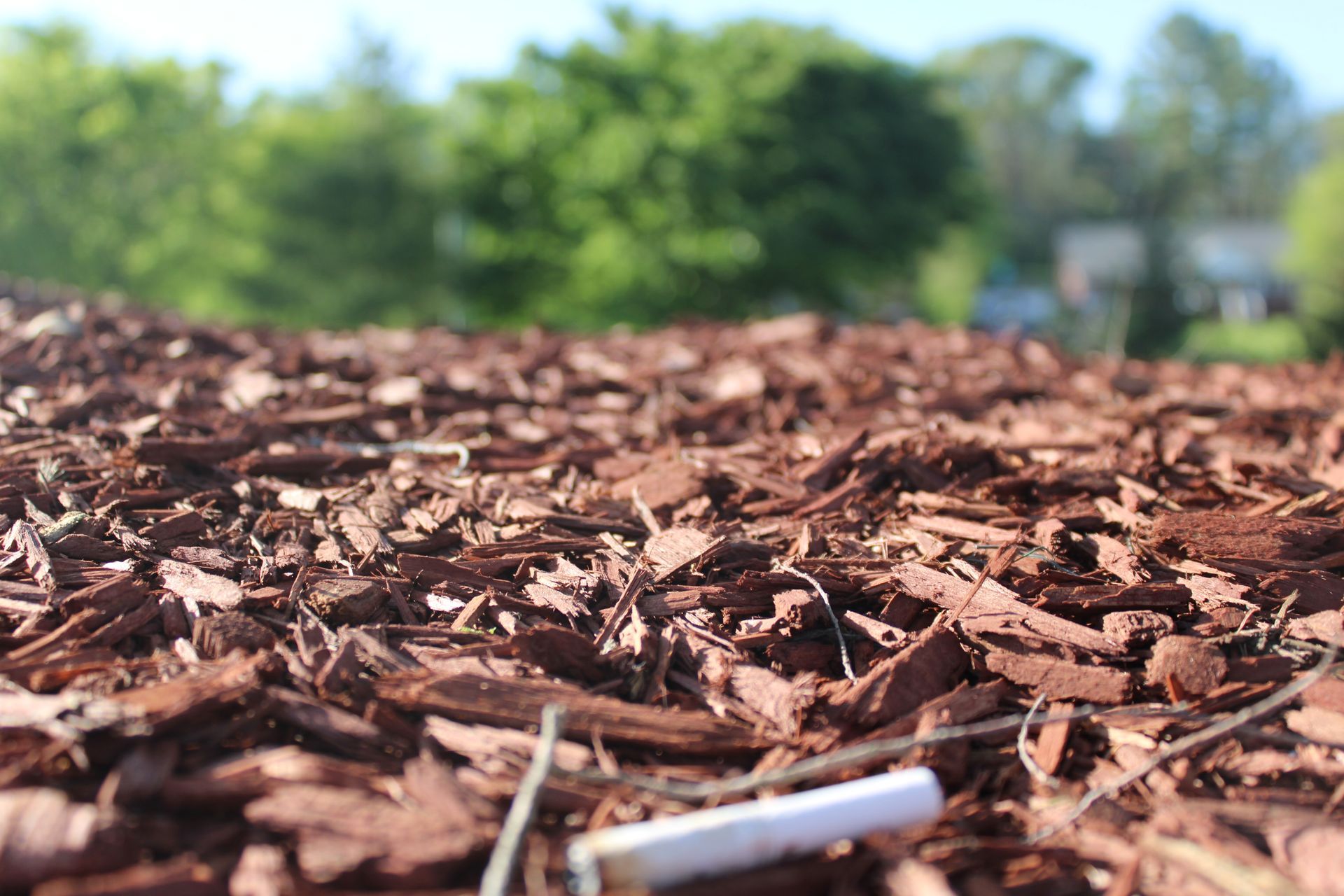 Close-up of red mulch with a discarded cigarette, green trees and blue sky blurred in background.