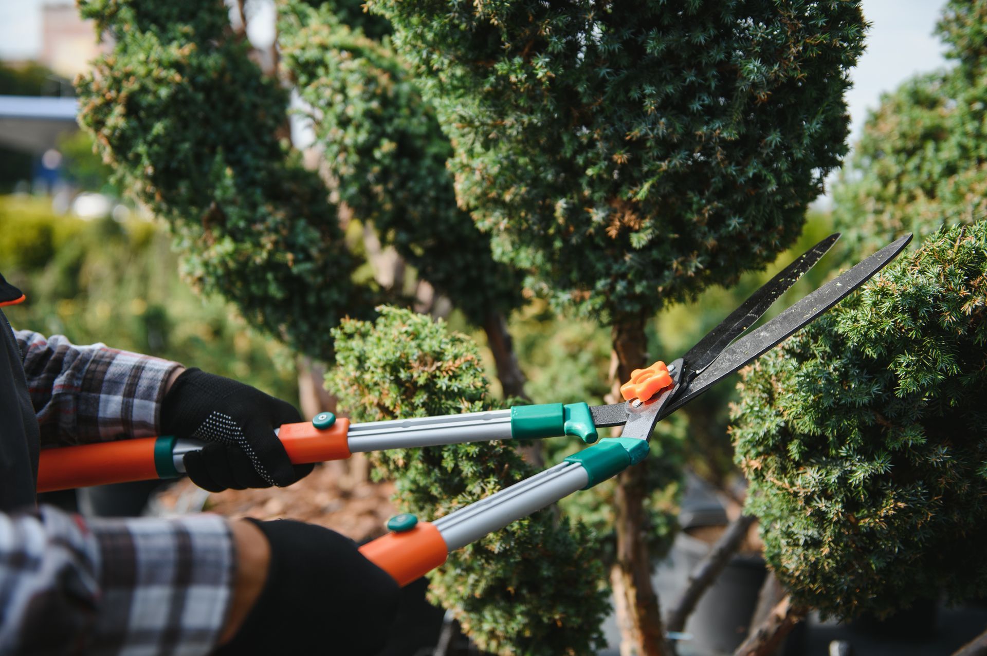 A person wearing plaid sleeves and black gloves uses orange and silver hedge shears to trim a bush in a garden.