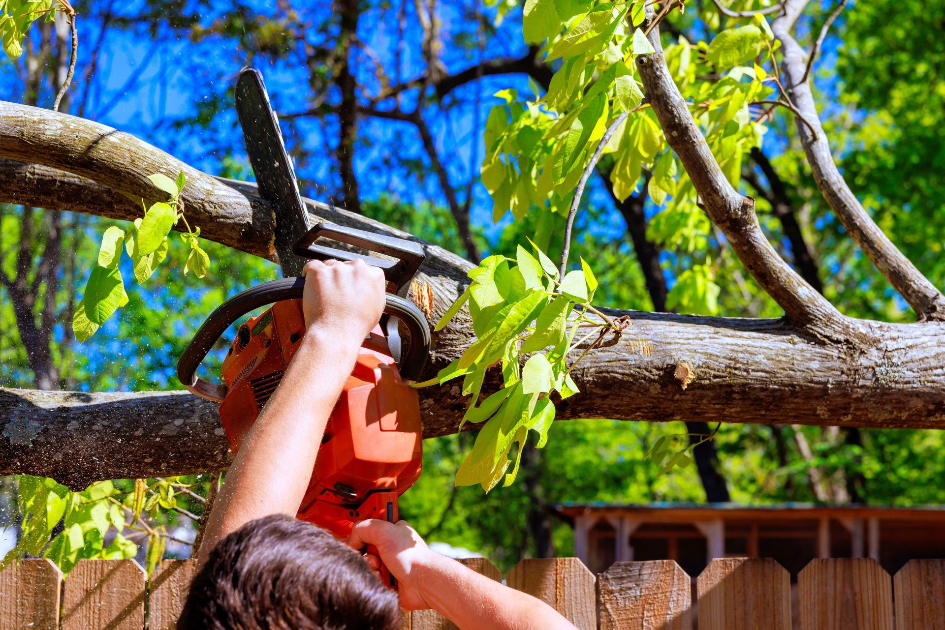 Person using a chainsaw to cut a tree branch.