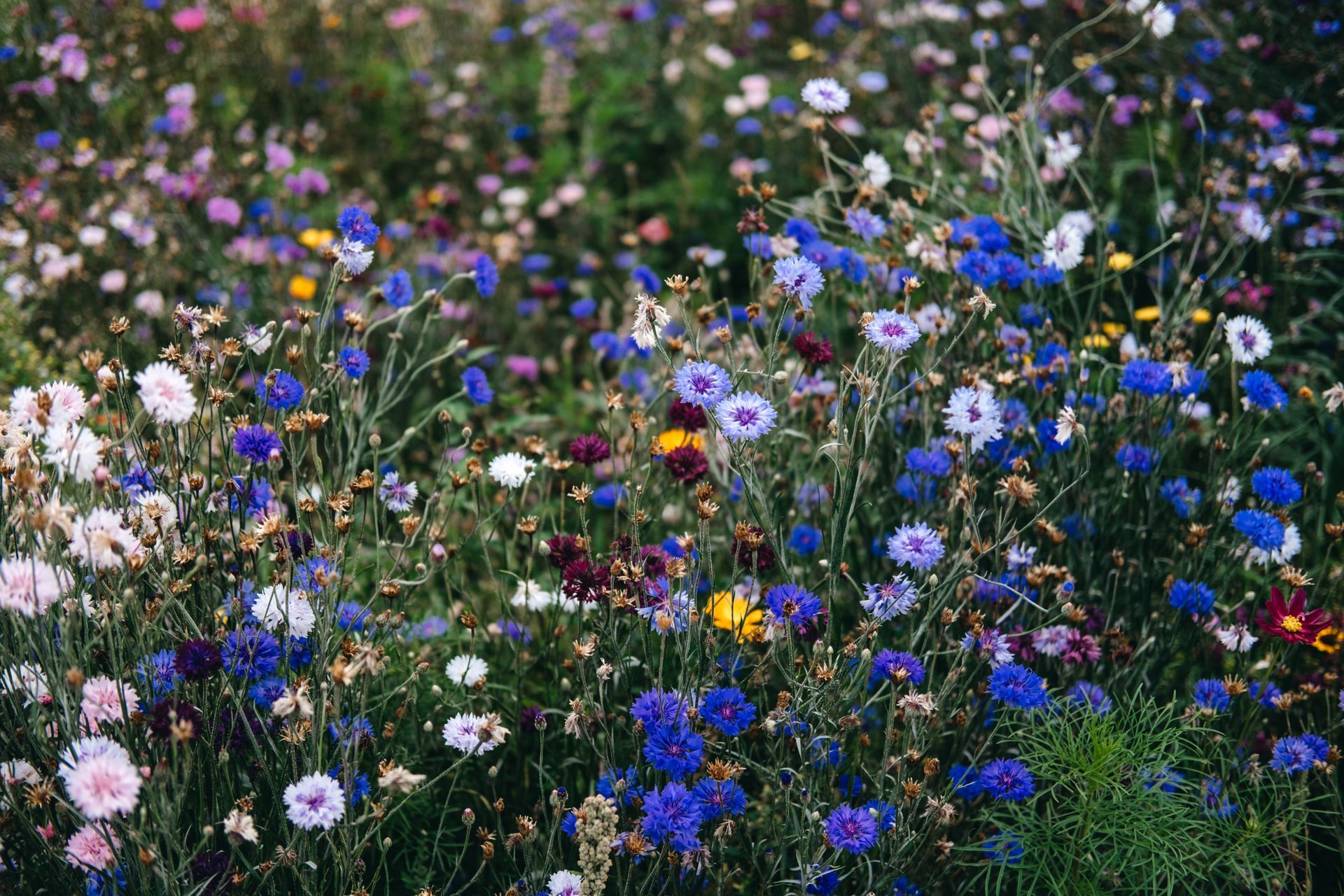 Field of colorful wildflowers, predominantly blue, purple, and white, in a natural setting.