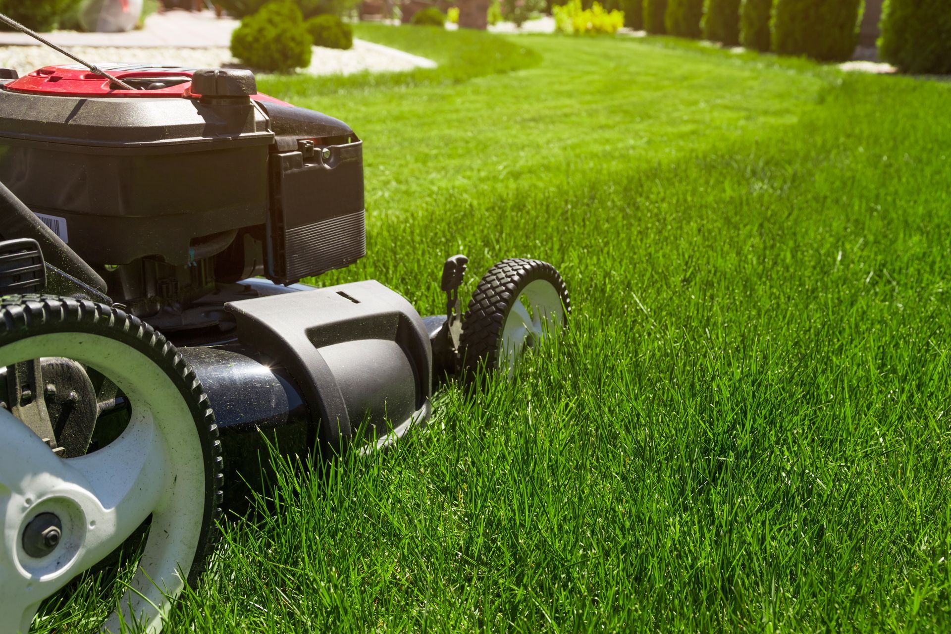 A lawn mower cutting lush green grass in a sunny backyard.