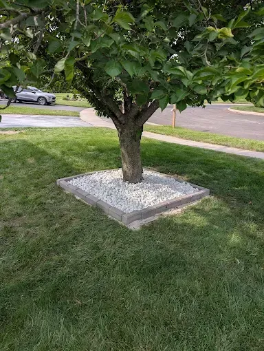 Tree in a square bed of white rocks, bordered by gray blocks, on green grass.