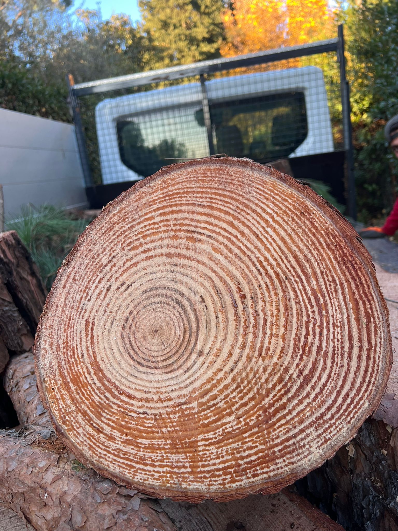 Potatura di piante ad alto fusto