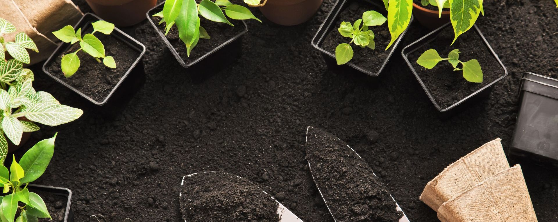 gardening tools and plants spread out on soil