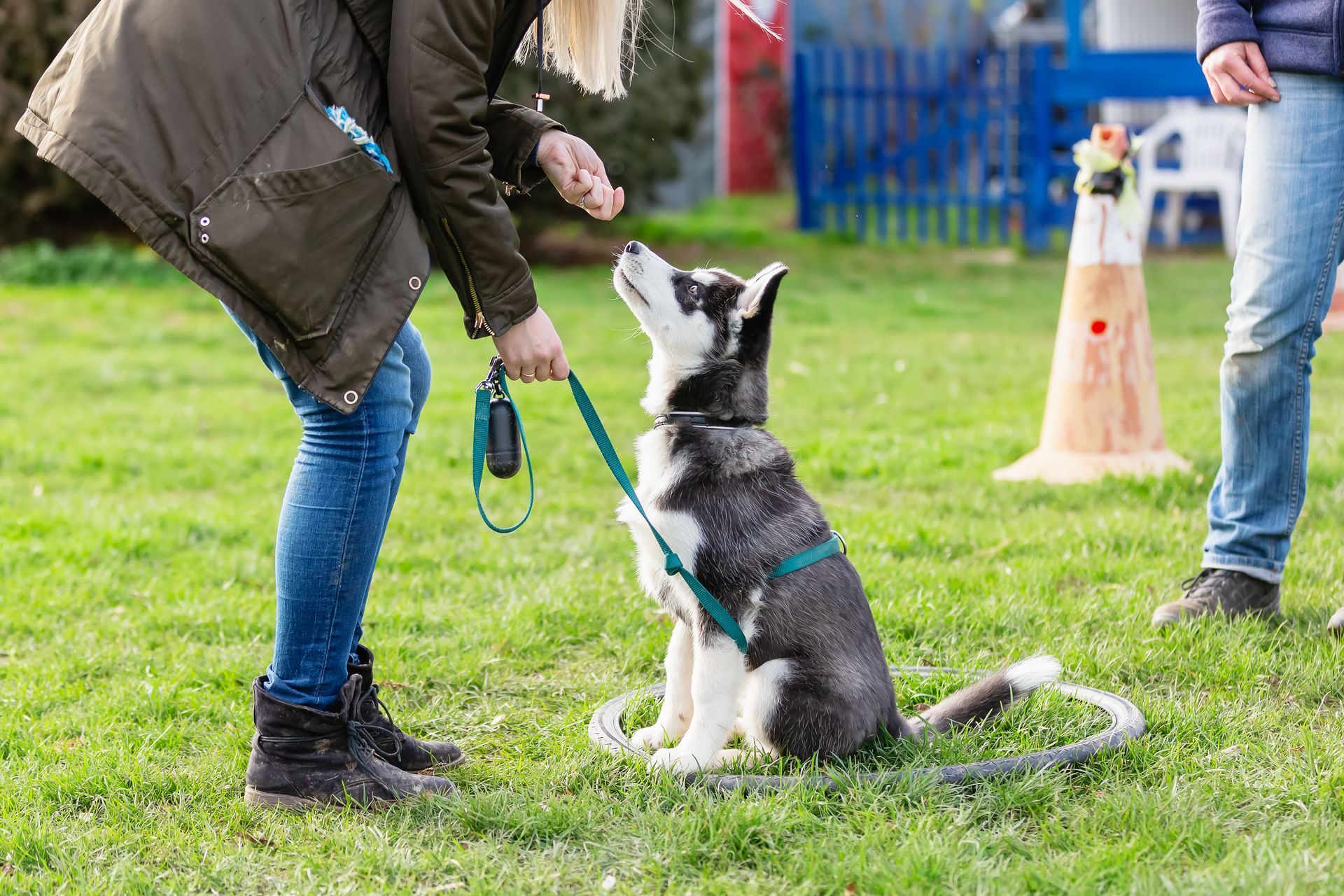 Dog sits, looking up, while person offers treat on grassy field, training session.