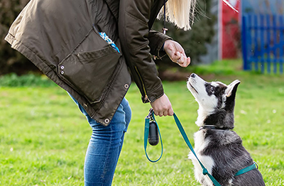 Client and dog showing off training techniques