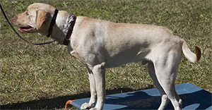 Yellow Labrador dog standing on a blue mat, wearing a collar, on a grassy field.