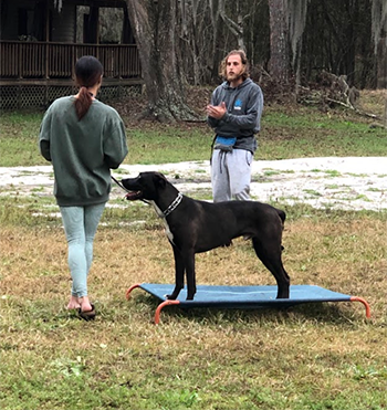Dog training outdoors; dog on cot, trainer gestures, woman holds leash.