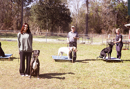 People training dogs outdoors; dogs on platforms, individuals standing in a sunny grassy area.