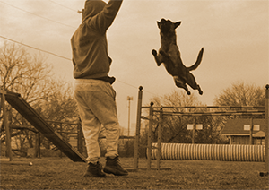 Man in hoodie trains a dog to jump over a bar on an agility course.