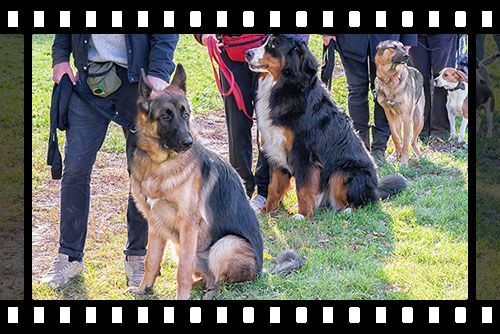 Dog graduate from dog obedience school