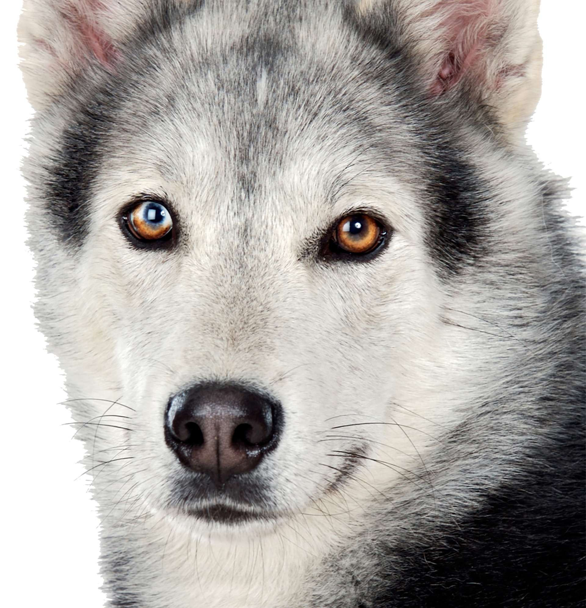 Dog with gray and white fur, amber eyes, and black nose, looking directly at the viewer.