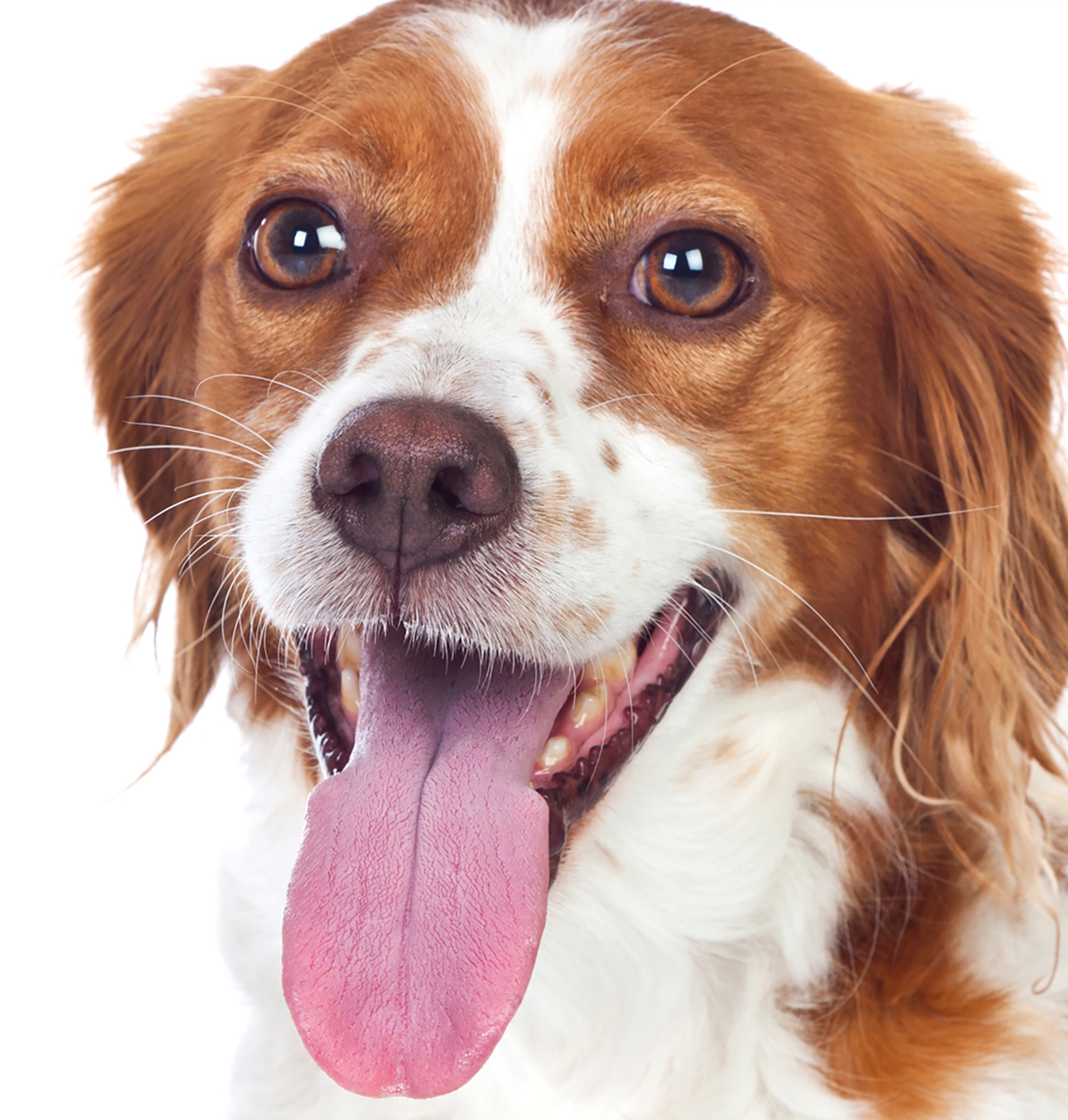Happy brown and white dog with tongue hanging out, smiling.