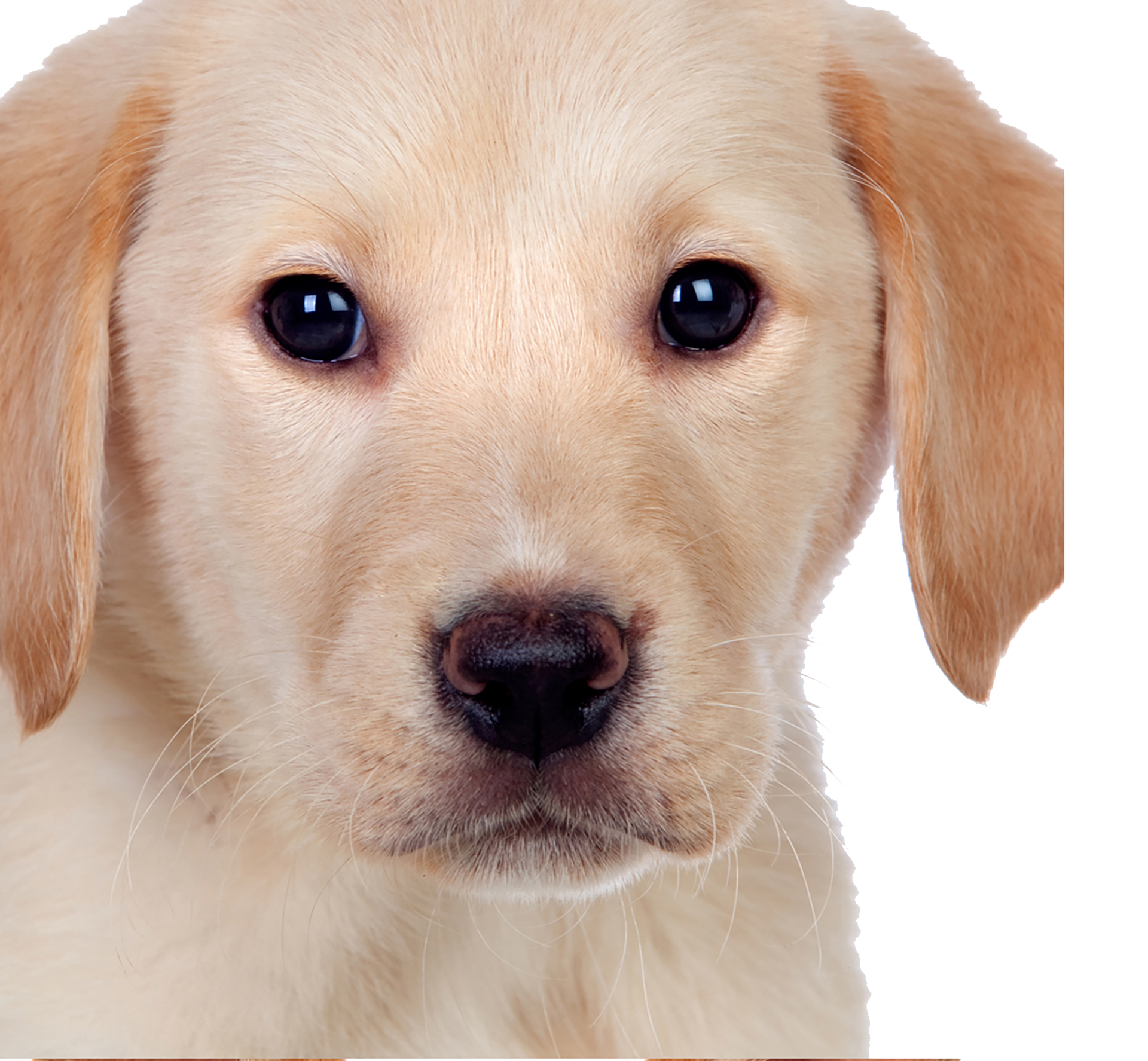 Yellow Labrador puppy with dark eyes looking forward.