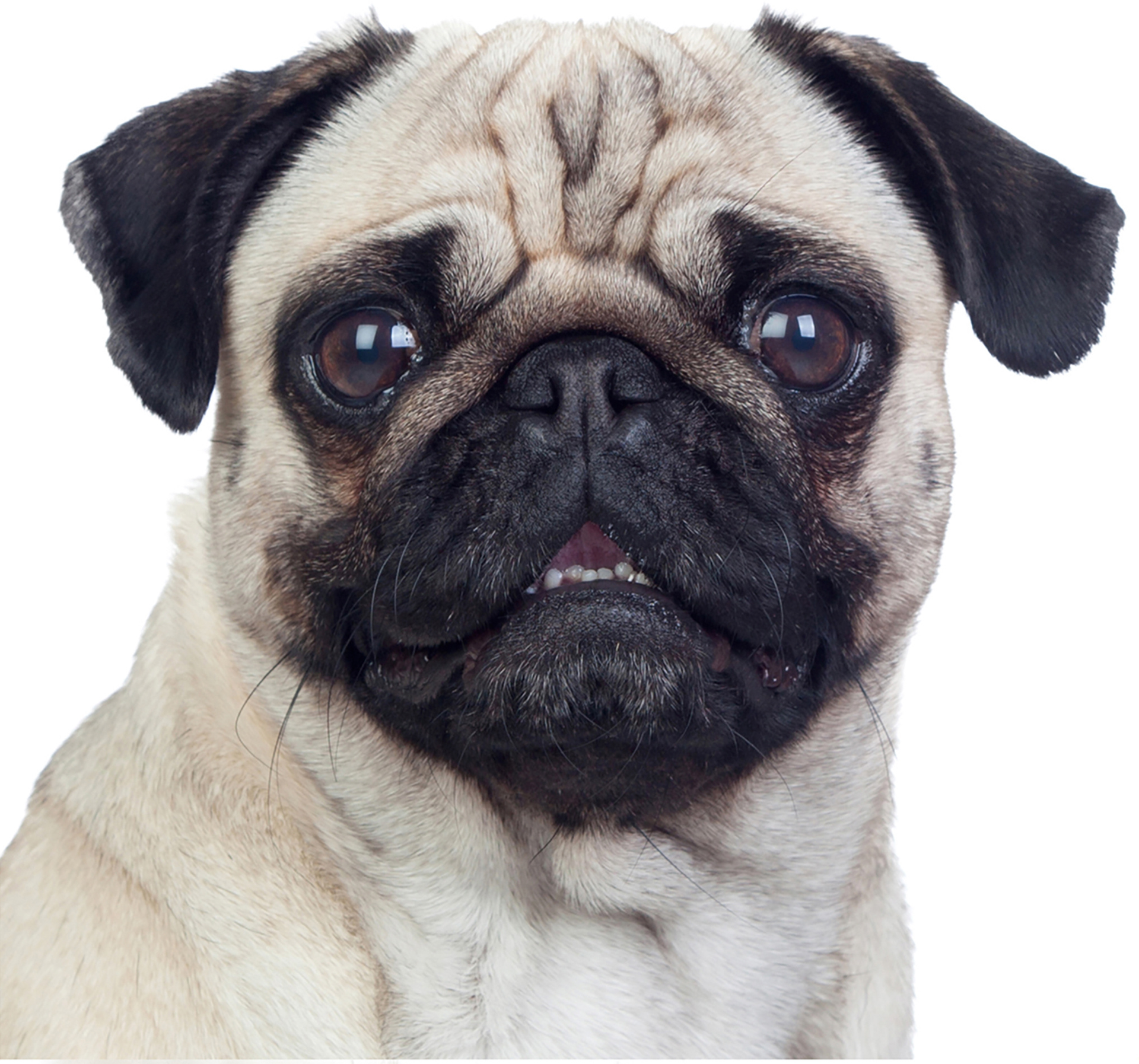Close-up of a pug with beige fur, dark muzzle, and soulful brown eyes.