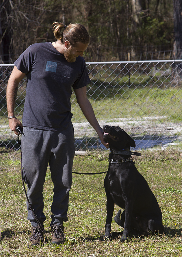 Man pets a black dog wearing a studded collar in a grassy fenced area.
