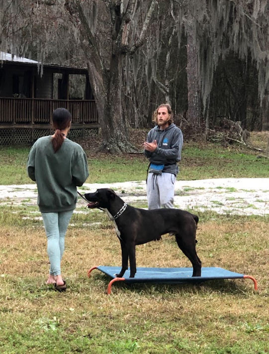 Dog training: Person holding leash, dog on a blue platform, trainer watches outdoors.