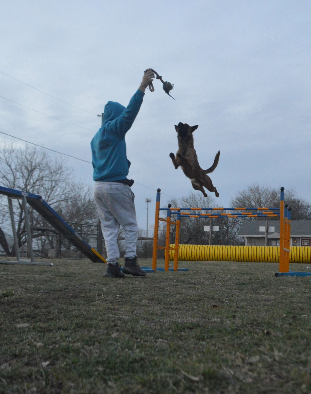 Person in blue hoodie plays with dog at agility course, dog jumping.