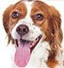 Smiling Cavalier King Charles Spaniel dog with brown and white fur, tongue out.
