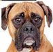 Boxer dog with brown fur and a sad expression.