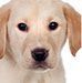 Yellow Labrador puppy looking directly at the viewer with big, dark eyes.