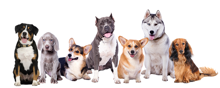 dogs sitting at attention and being obedient