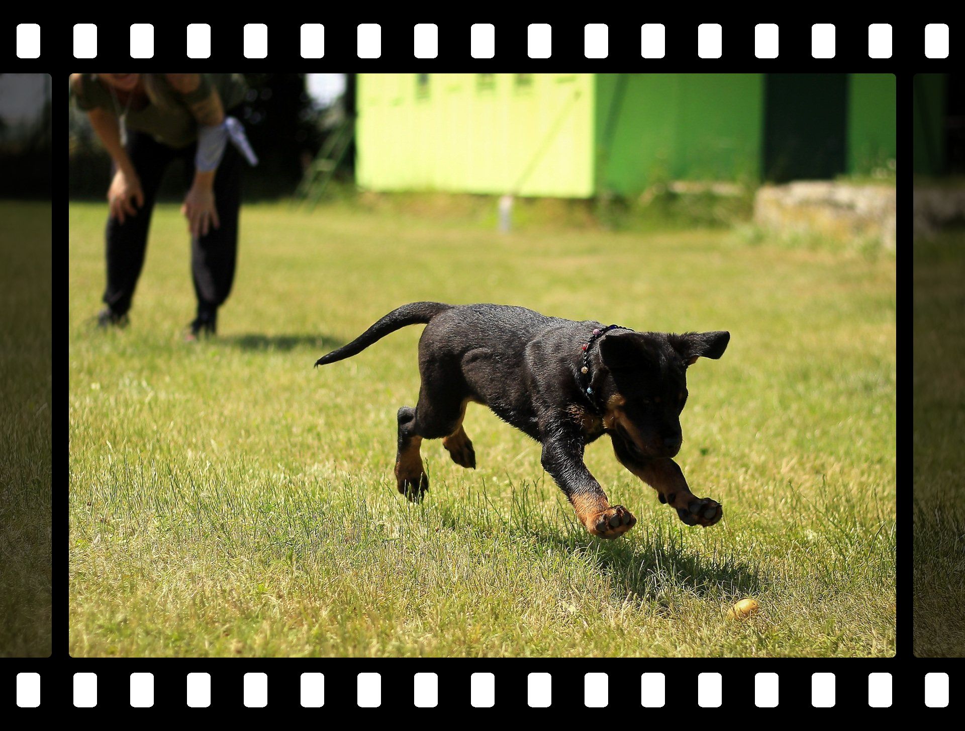 Training dog at dog camp