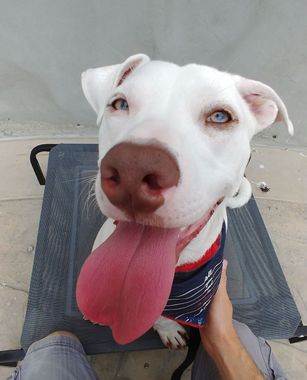 A person is holding a white dog with its tongue hanging out