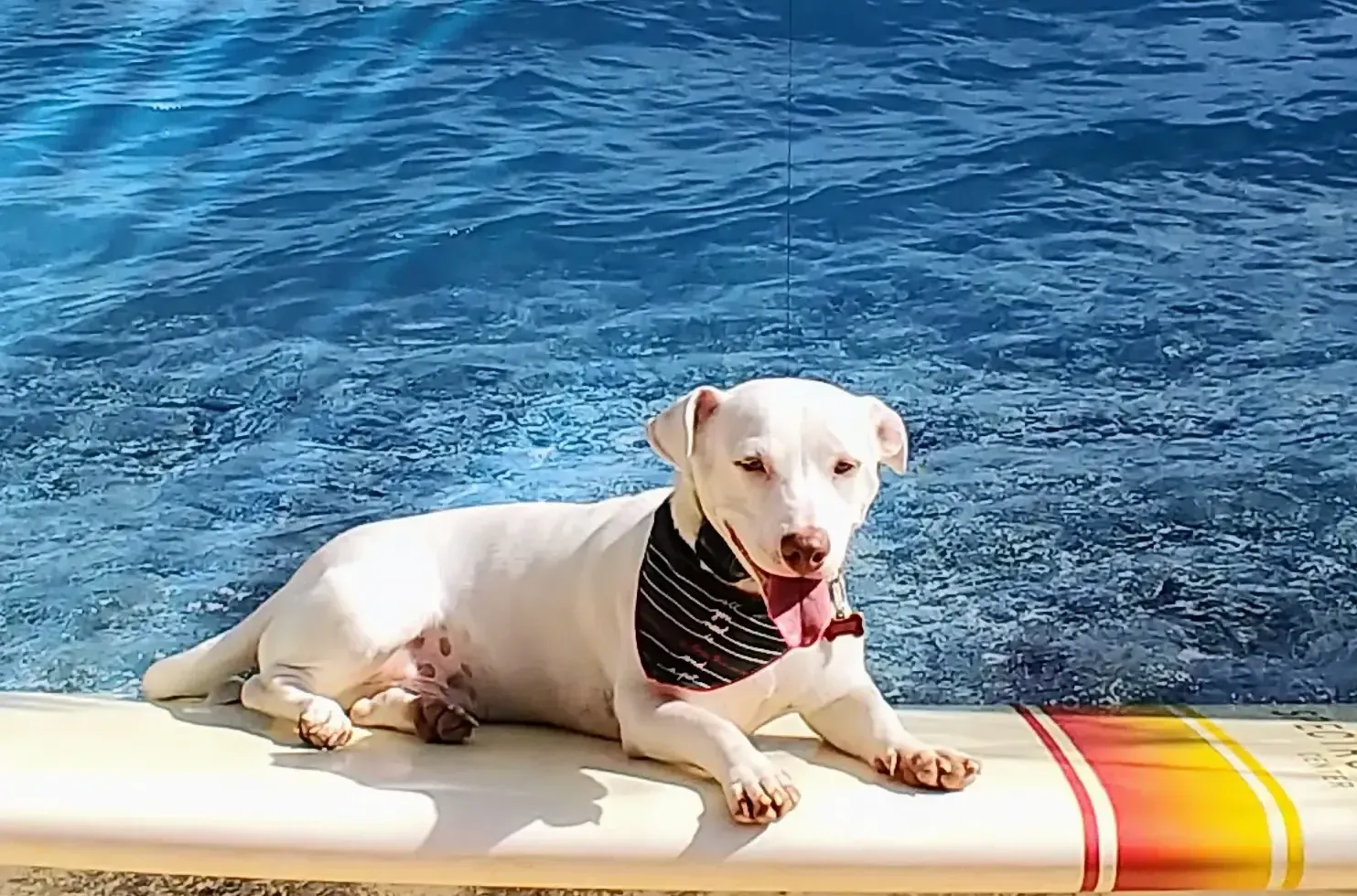 A white dog wearing a bandana is laying on a surfboard near the water.