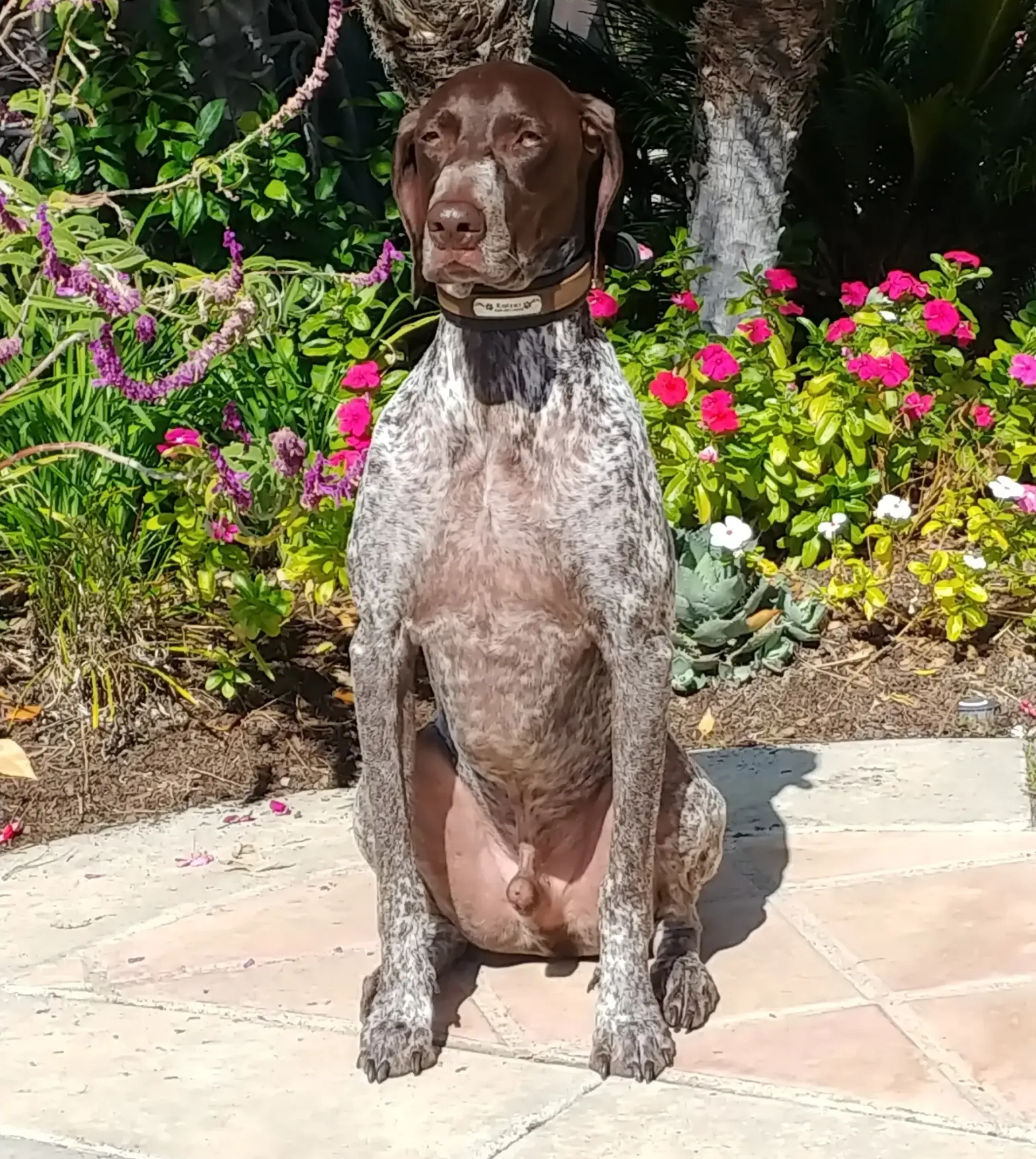 A brown and white dog is sitting on a sidewalk in front of flowers.