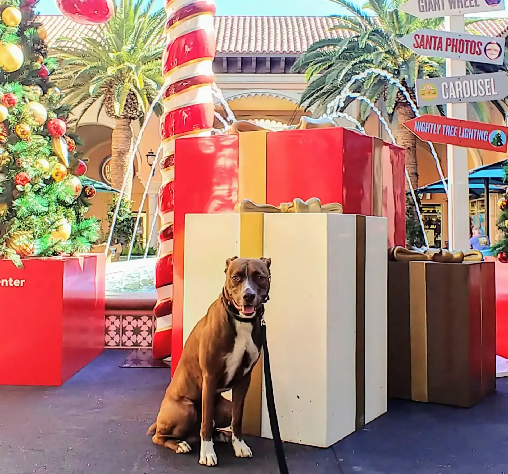 A dog is sitting in front of a christmas tree
