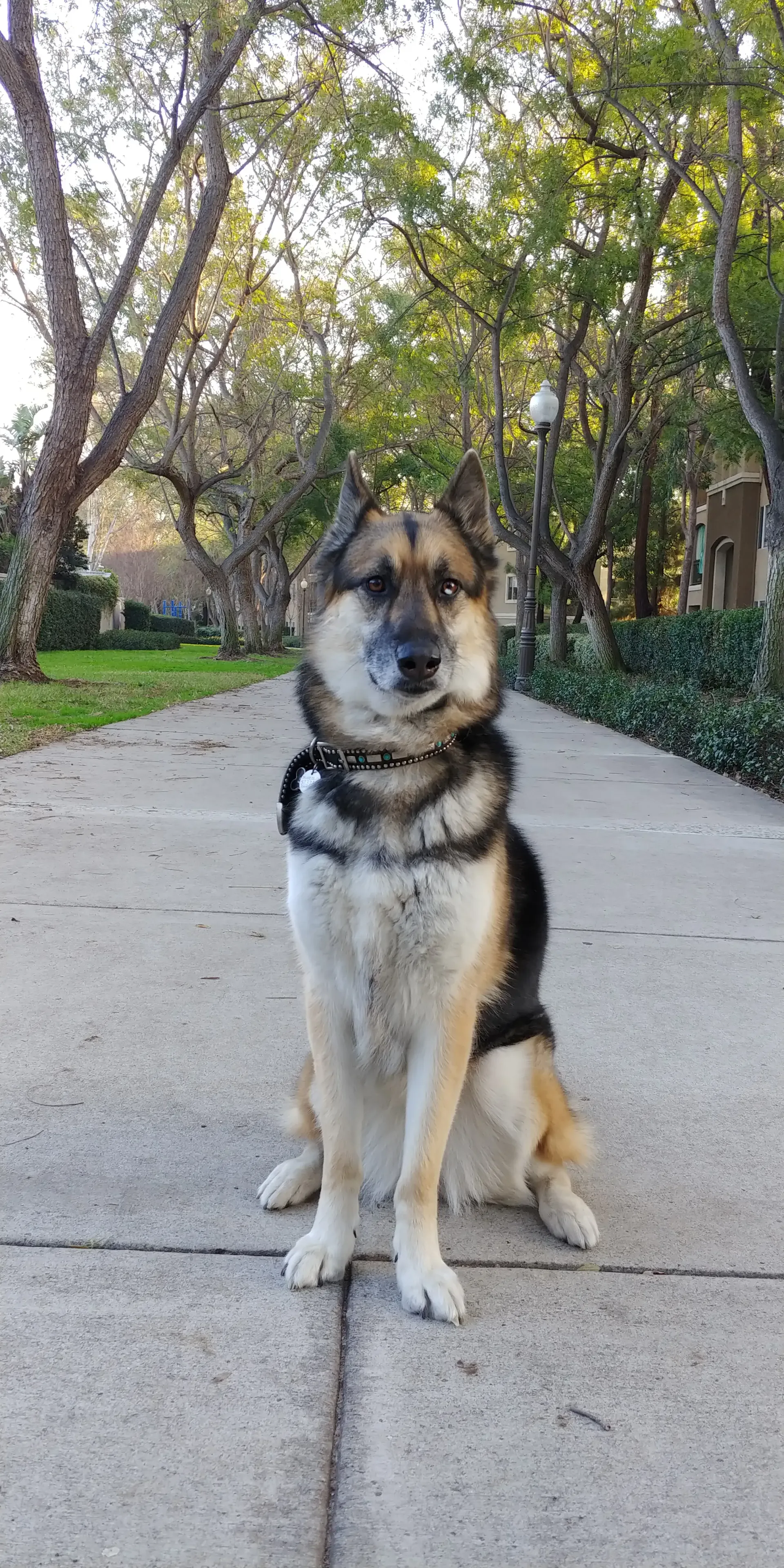 A dog is sitting on a sidewalk in a park.